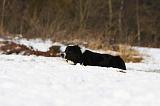 BORDER COLLIE 1145